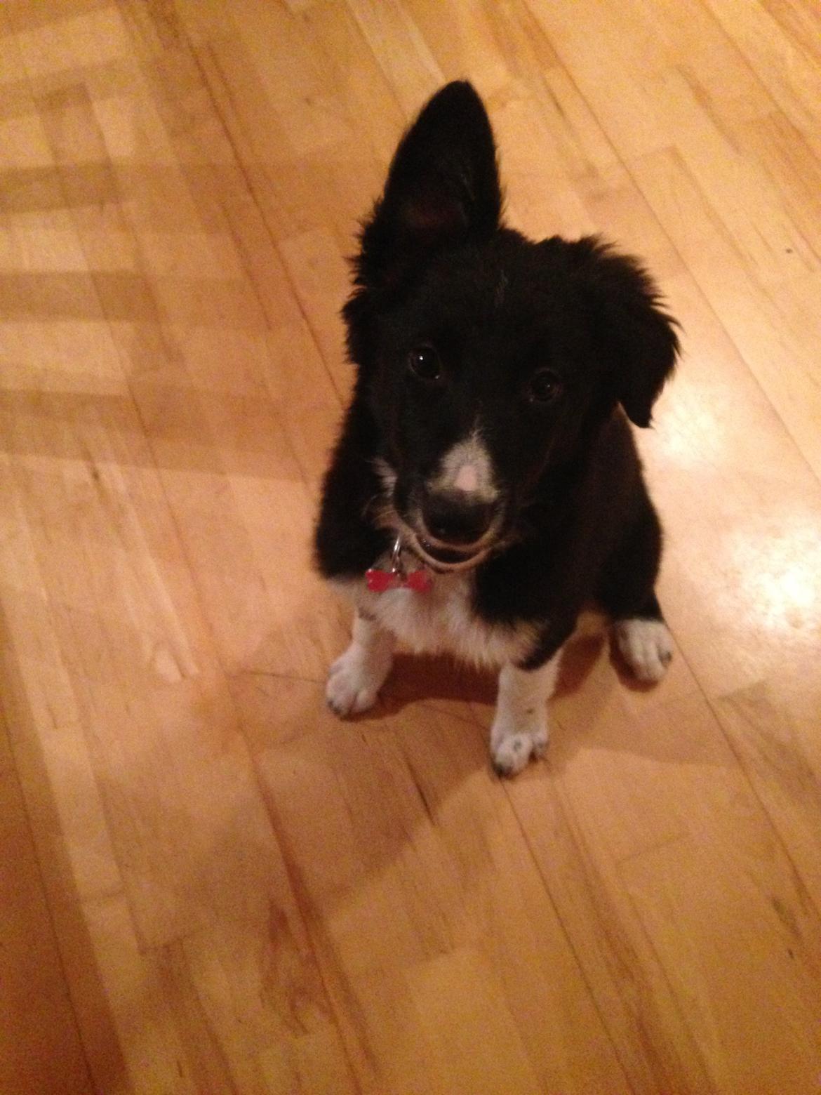 Border collie Dot billede 14