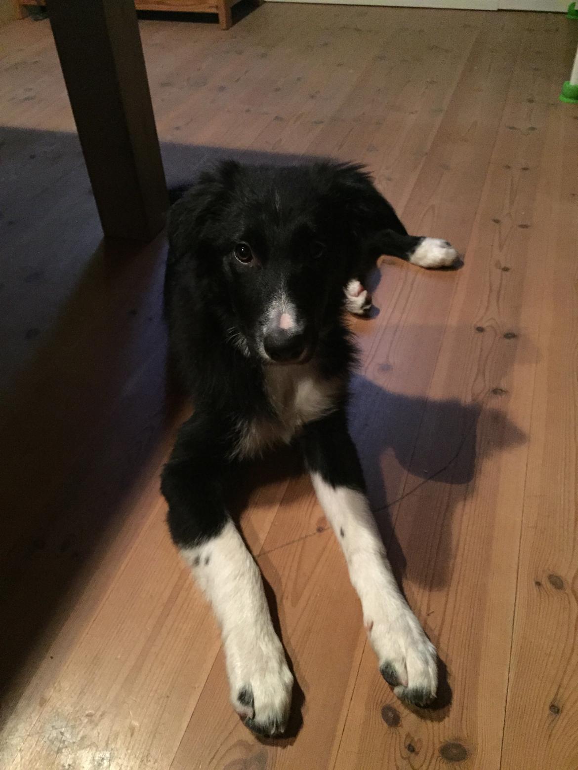 Border collie Dot billede 15