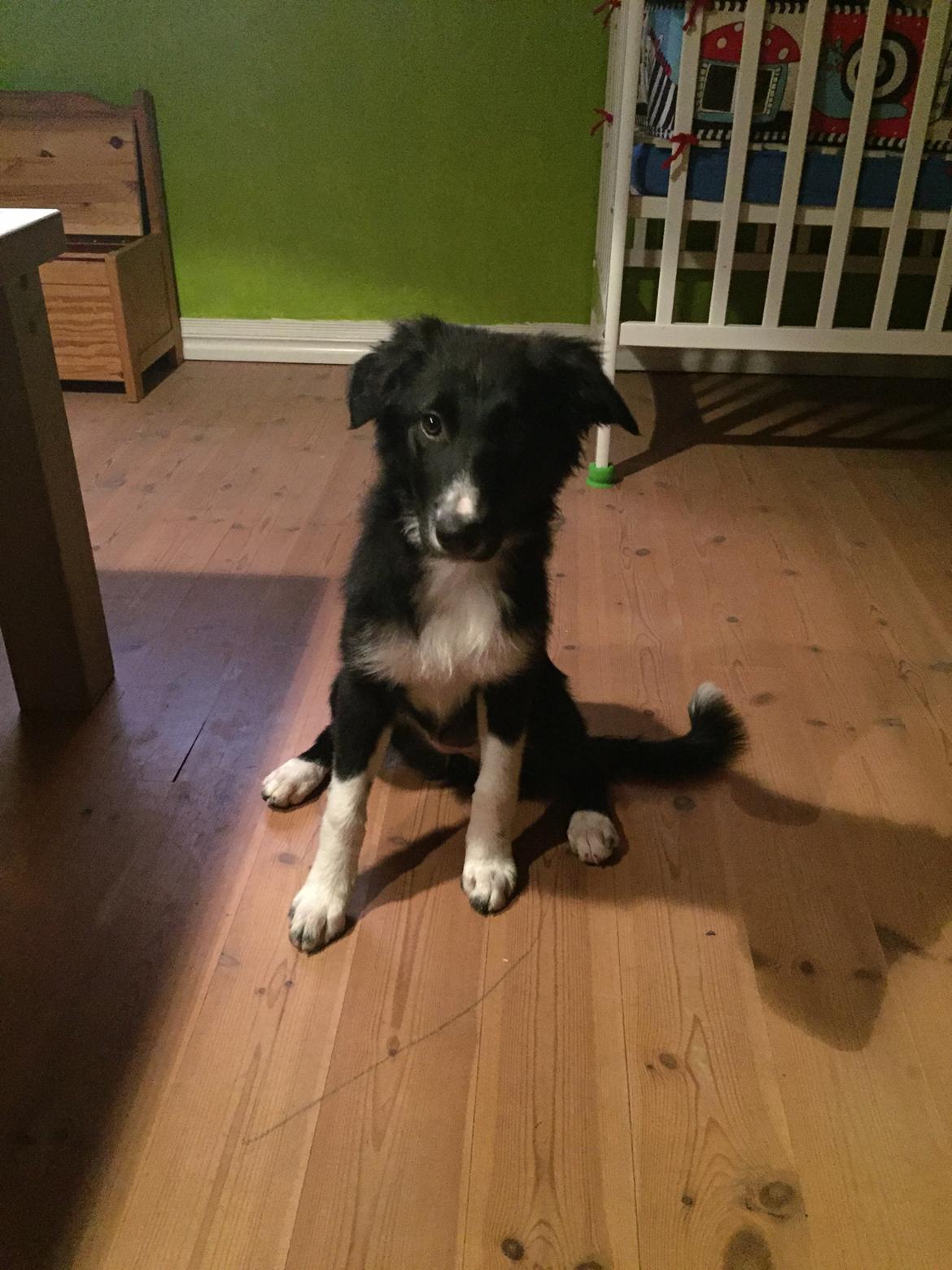 Border collie Dot billede 16