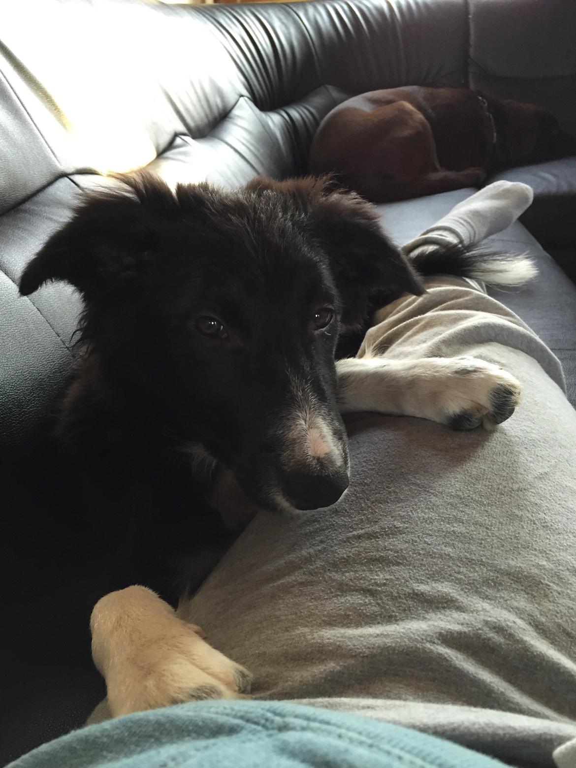 Border collie Dot billede 17