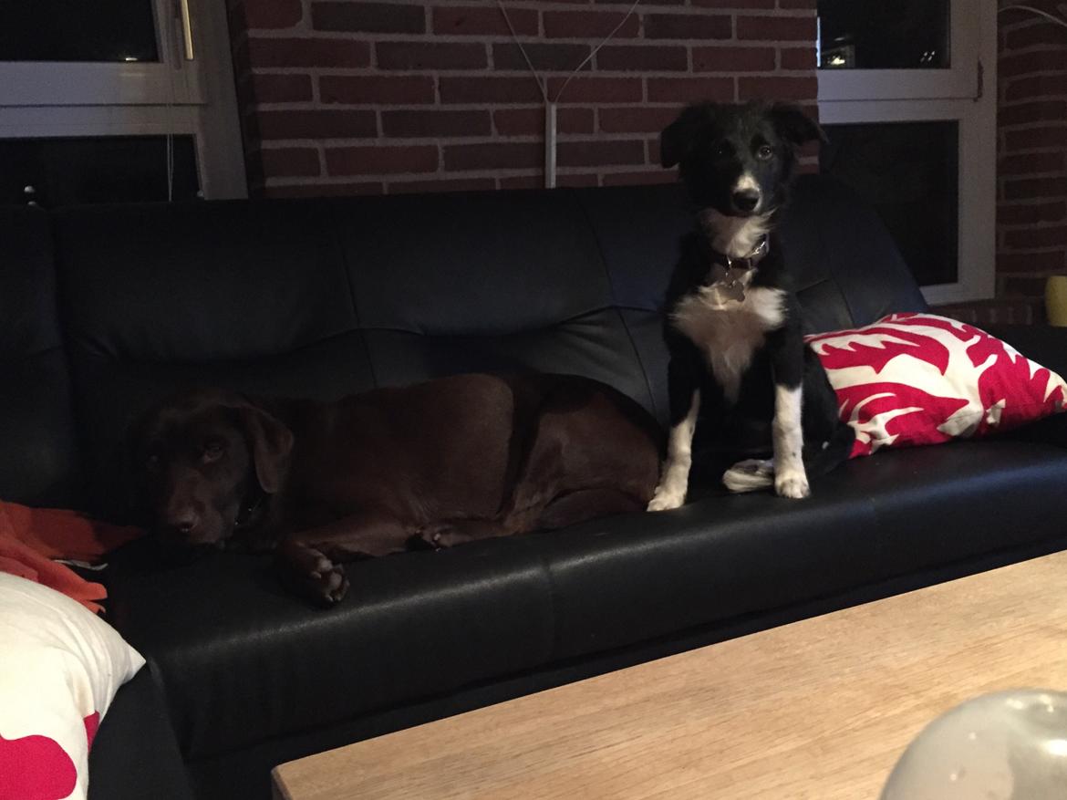 Border collie Dot billede 18