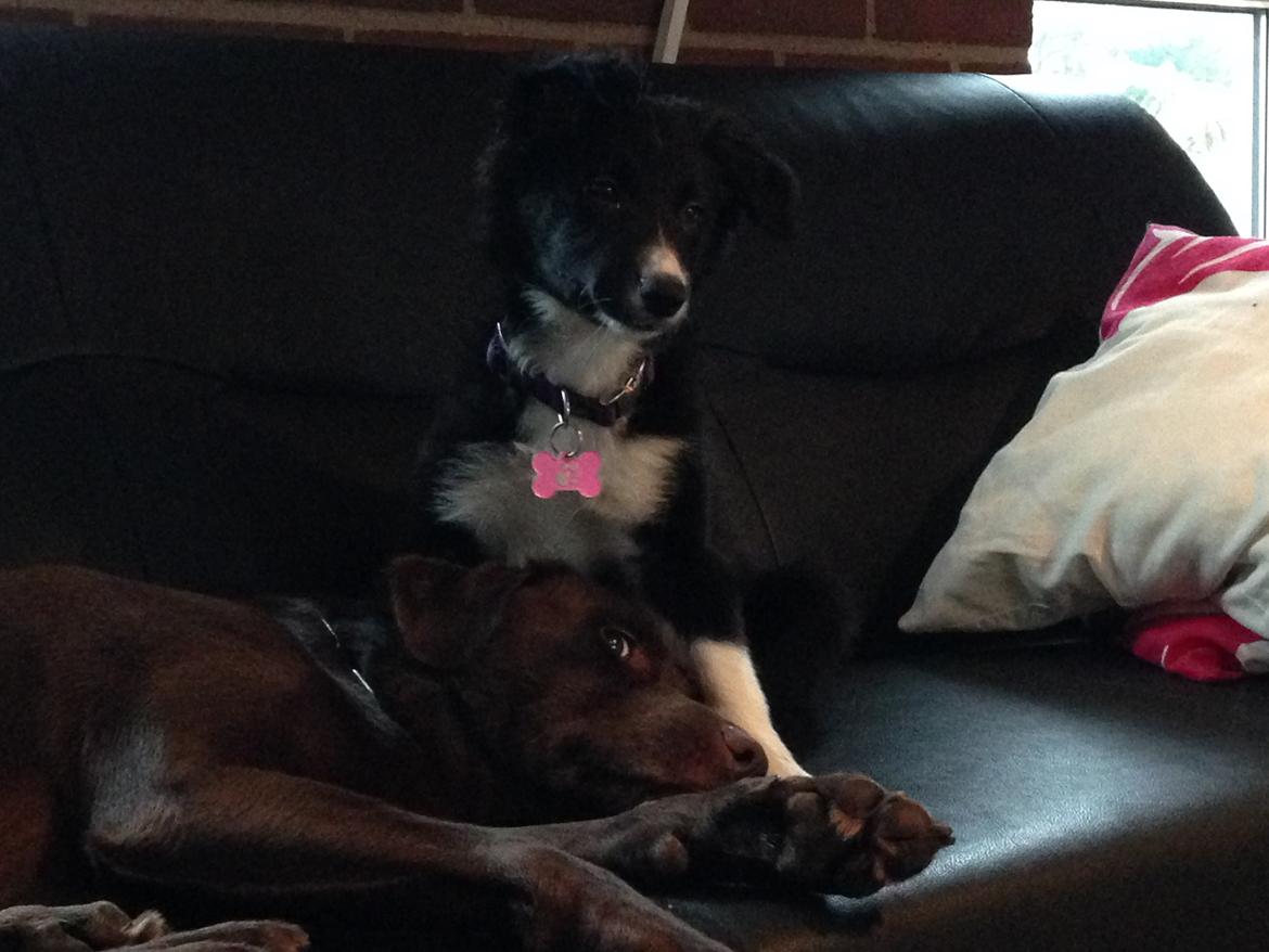 Border collie Dot billede 19