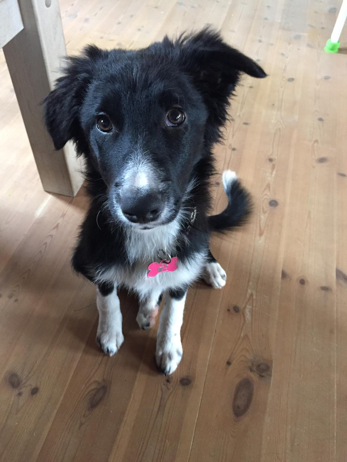Border collie Dot billede 20