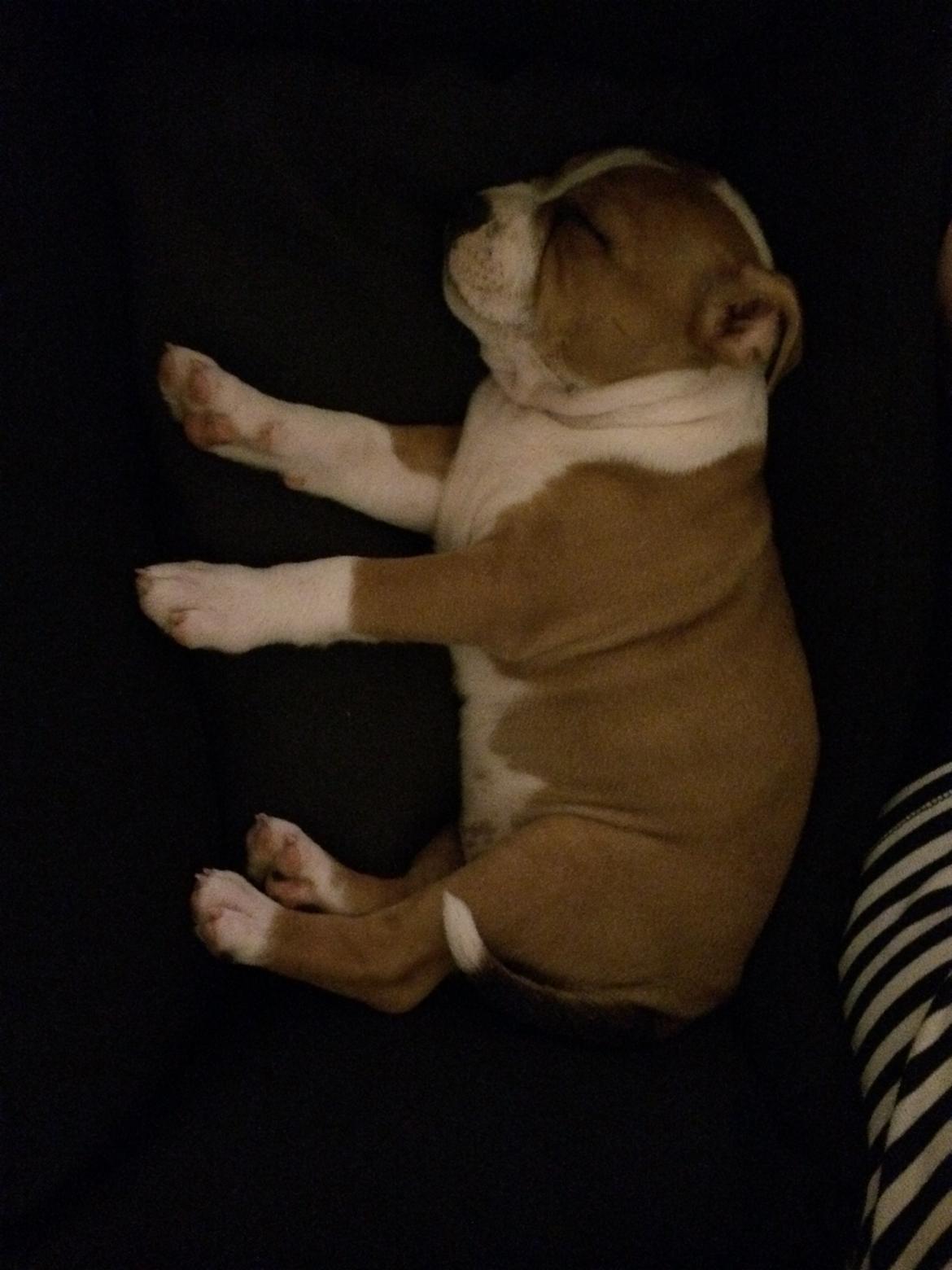 Staffordshire bull terrier Sika (Deestaff Red Robin from DK) billede 7