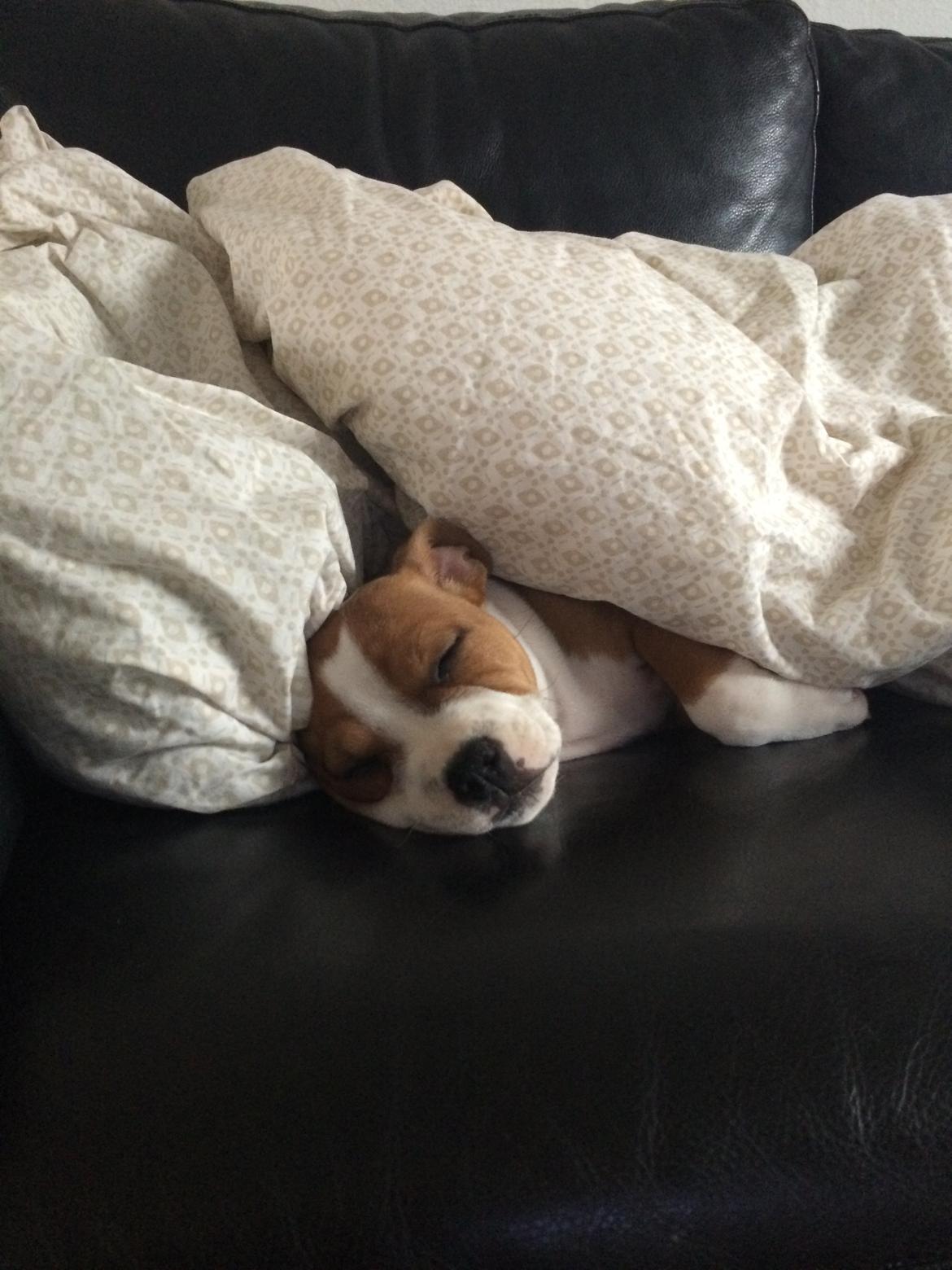 Staffordshire bull terrier Sika (Deestaff Red Robin from DK) billede 3