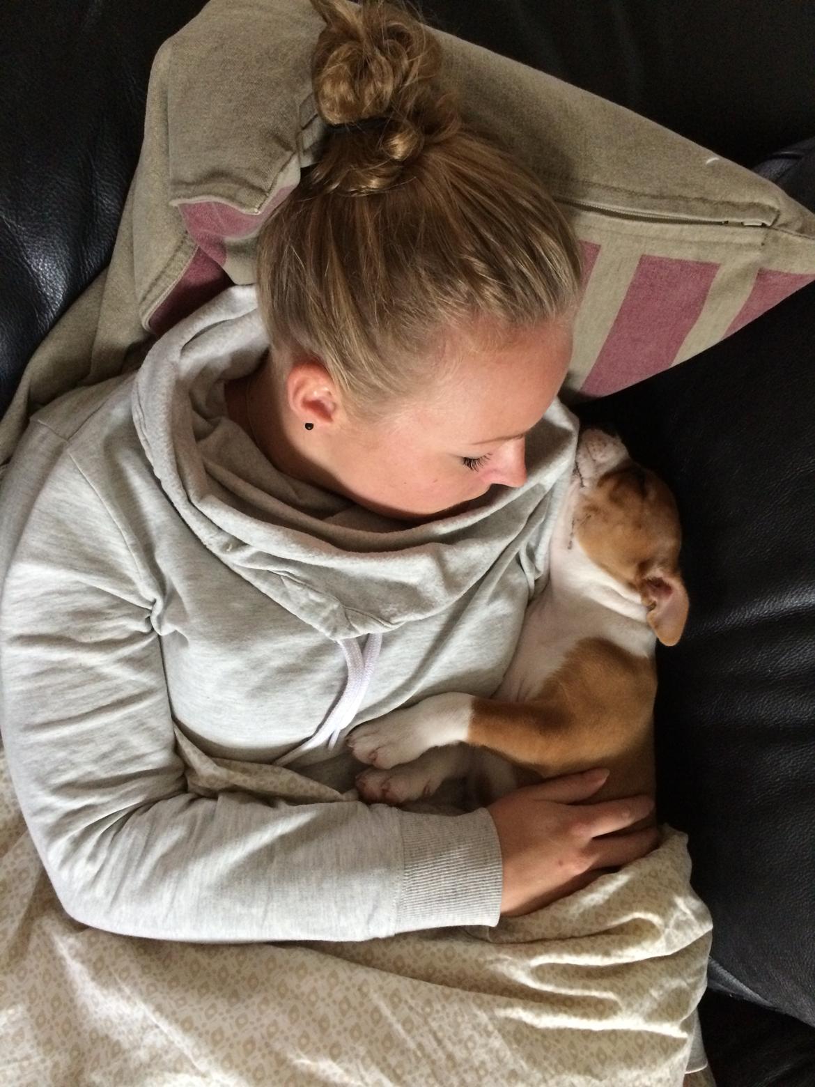 Staffordshire bull terrier Sika (Deestaff Red Robin from DK) billede 2