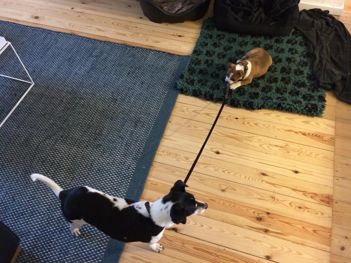 Staffordshire bull terrier Sika (Deestaff Red Robin from DK) billede 4