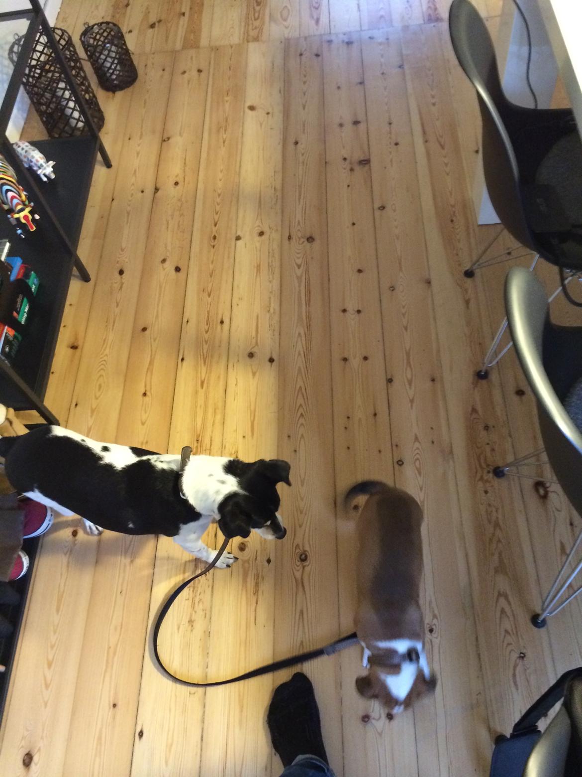 Staffordshire bull terrier Sika (Deestaff Red Robin from DK) billede 5