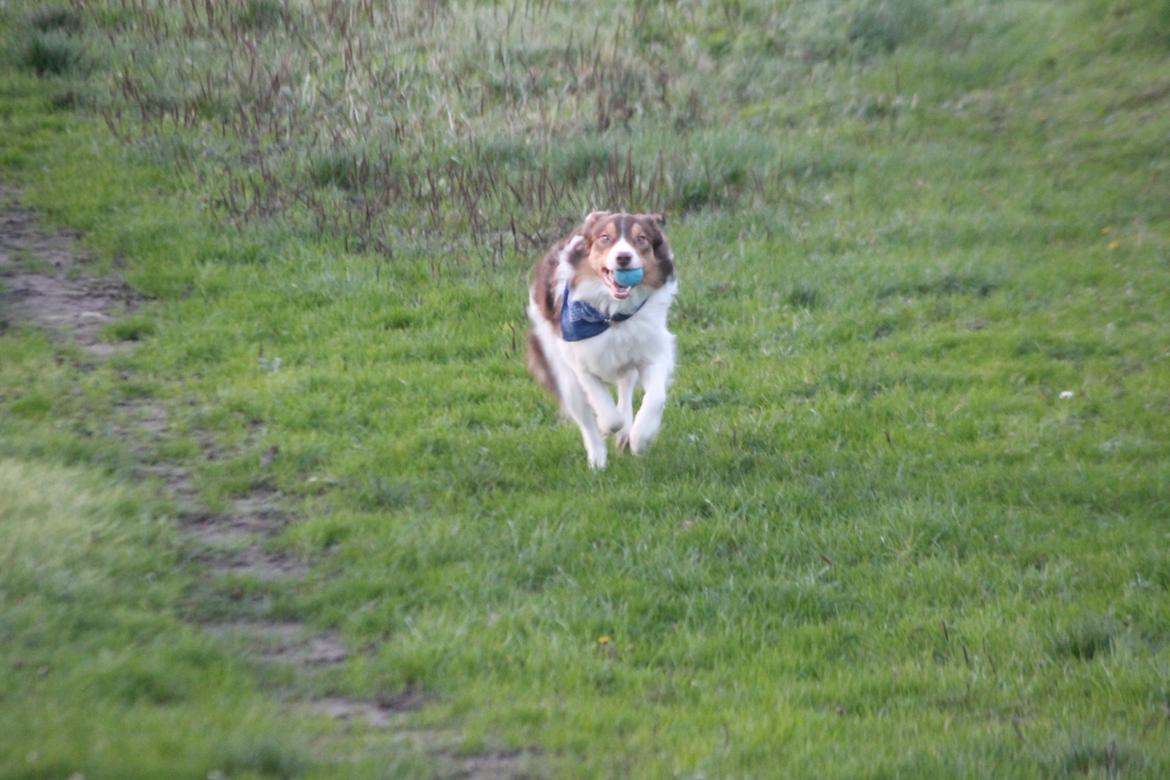 Border collie Max [himmelhund] billede 24