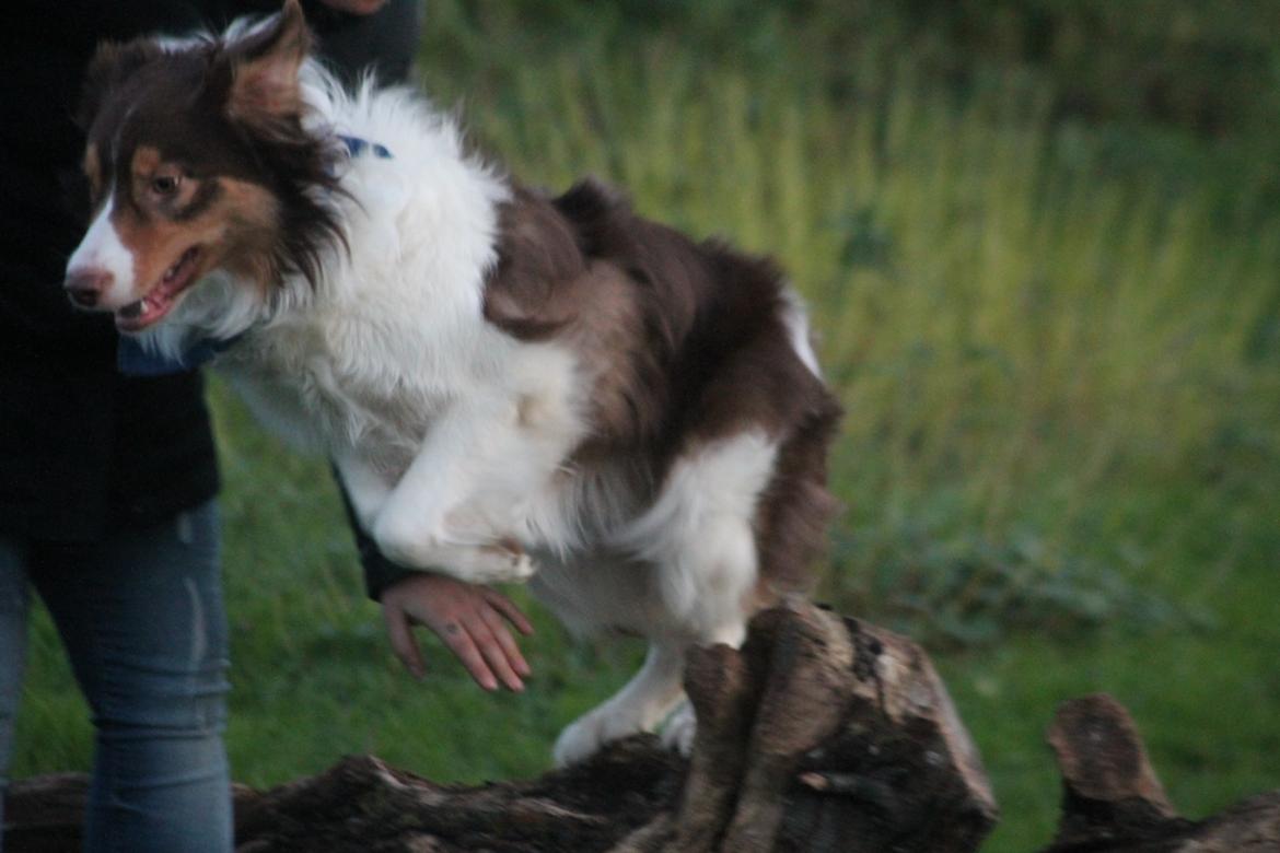 Border collie Max [himmelhund] billede 25