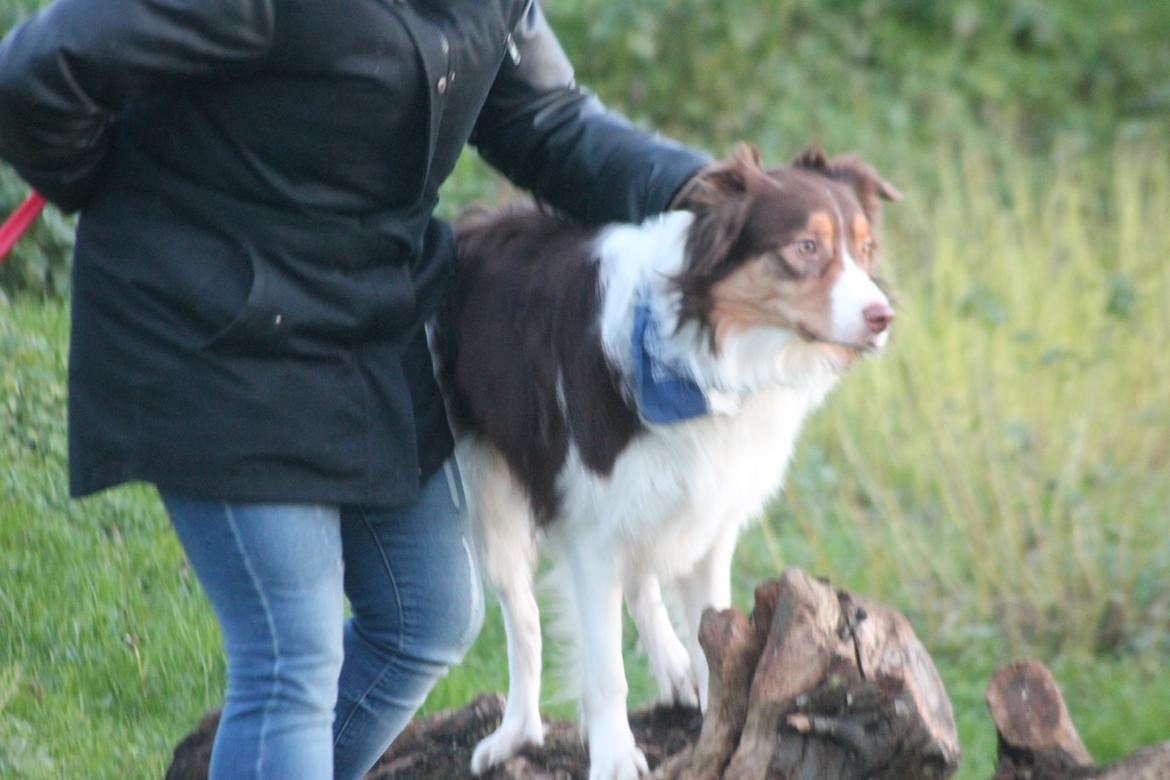 Border collie Max [himmelhund] billede 26