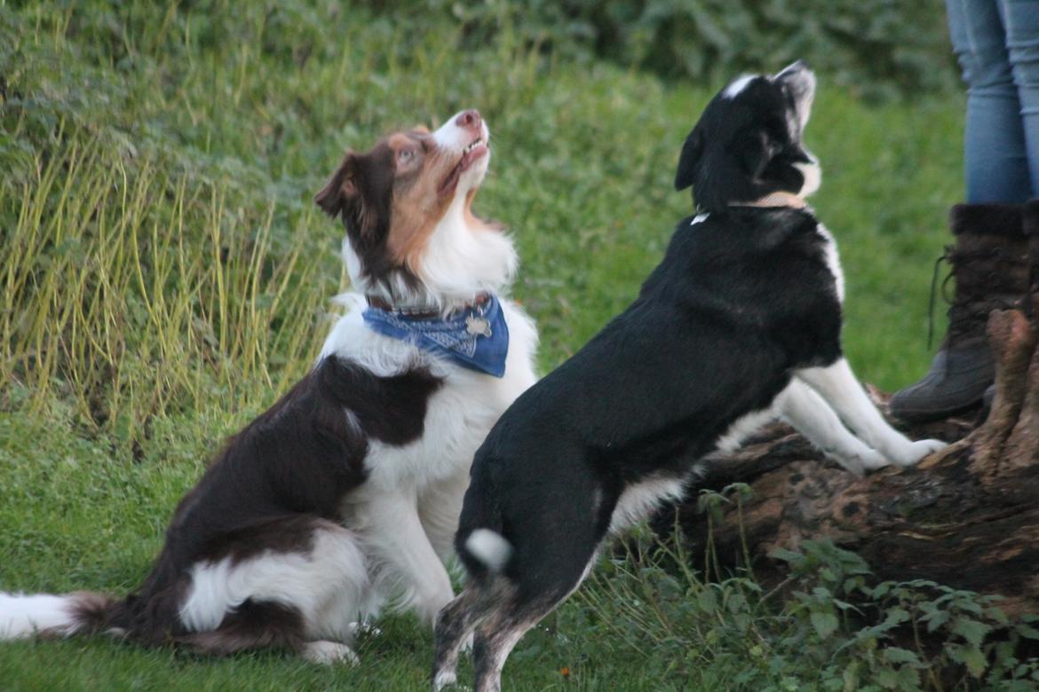 Border collie Max [himmelhund] billede 27