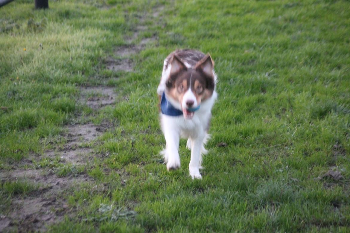 Border collie Max [himmelhund] billede 28