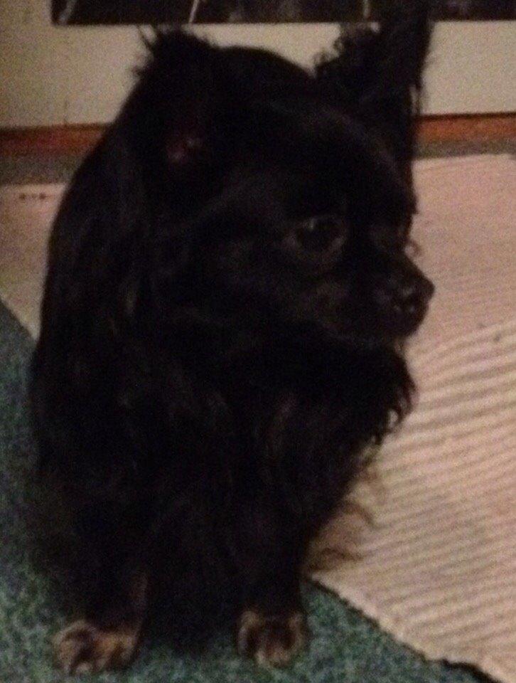 Chihuahua Muffi billede 1