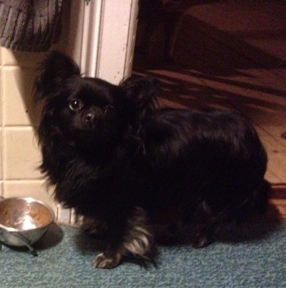 Chihuahua Muffi billede 2