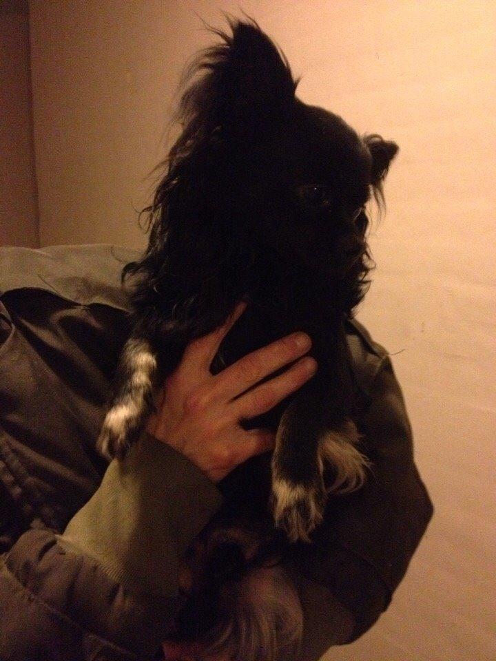 Chihuahua Muffi billede 3