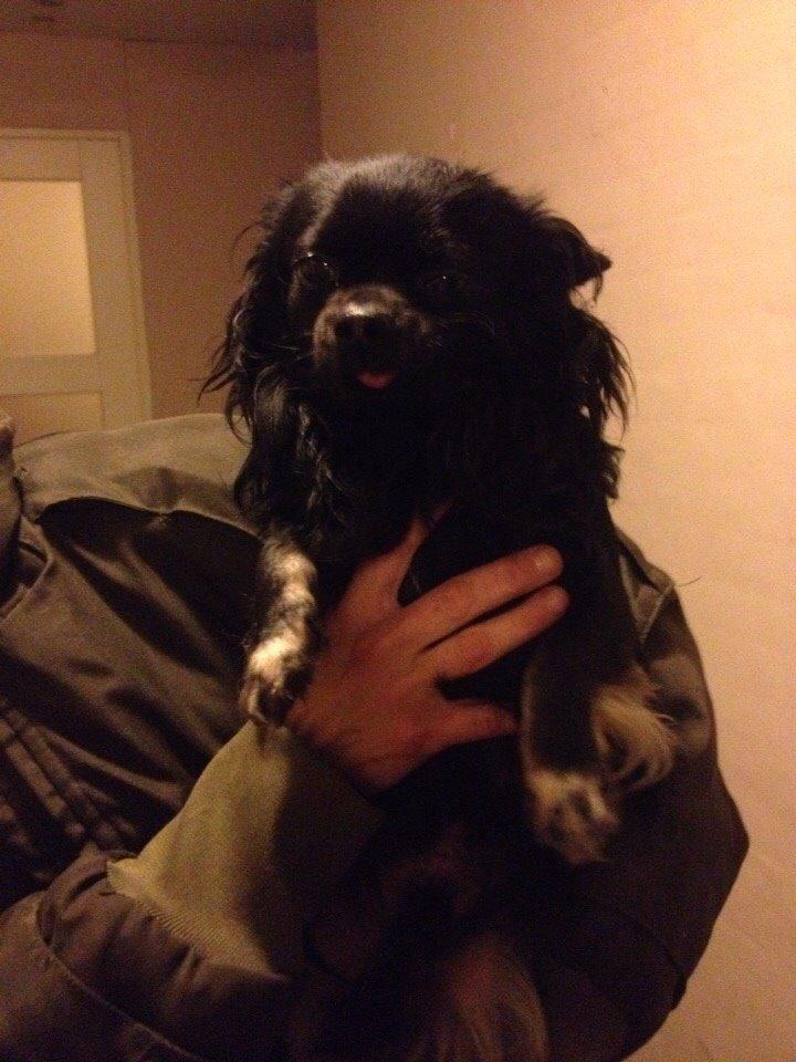 Chihuahua Muffi billede 4