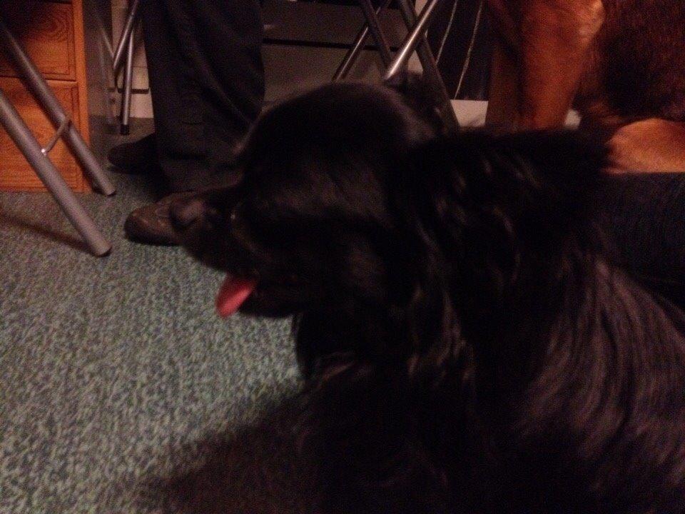 Chihuahua Muffi billede 5