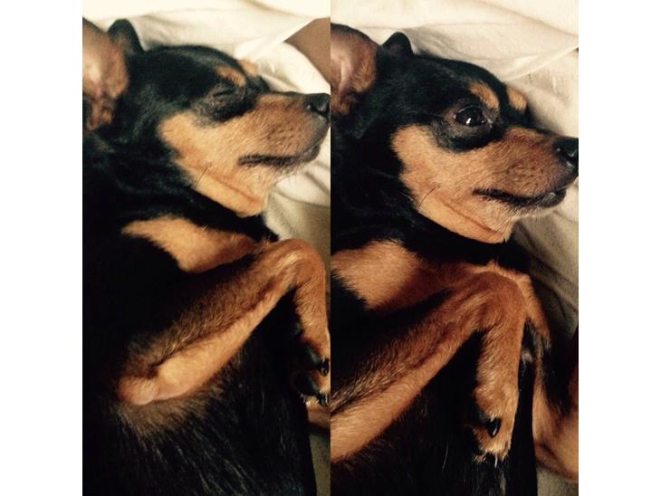 Dvaergpinscher Måns  billede 1