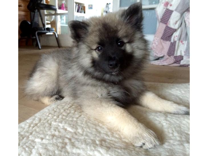 {{currentPhoto.altText}} billede {{currentPhoto.number}}