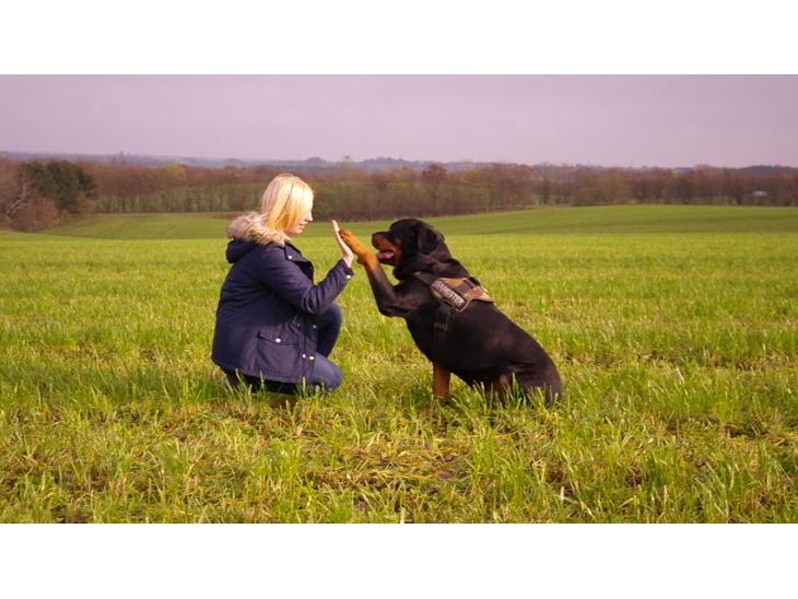Rottweiler Fafner<3 |Faffe'laffe|<3 - 8/11/2014 billede 1
