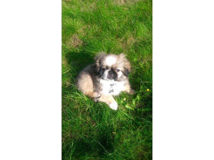 {{currentPhoto.altText}} billede {{currentPhoto.number}}