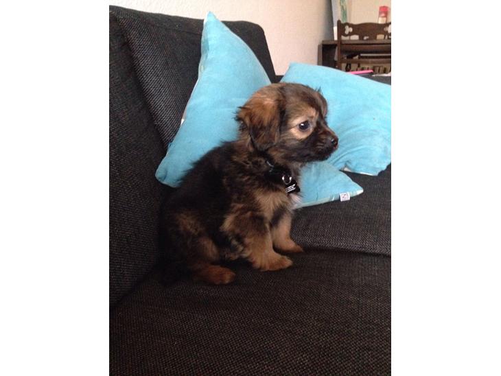 {{currentPhoto.altText}} billede {{currentPhoto.number}}