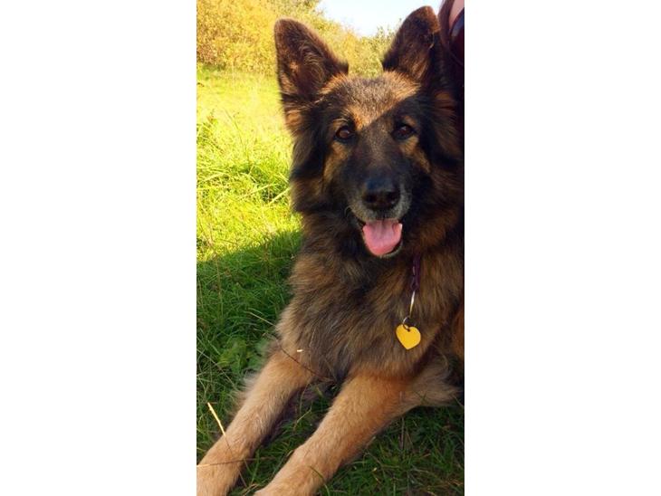 Schæferhund Zacki billede 1