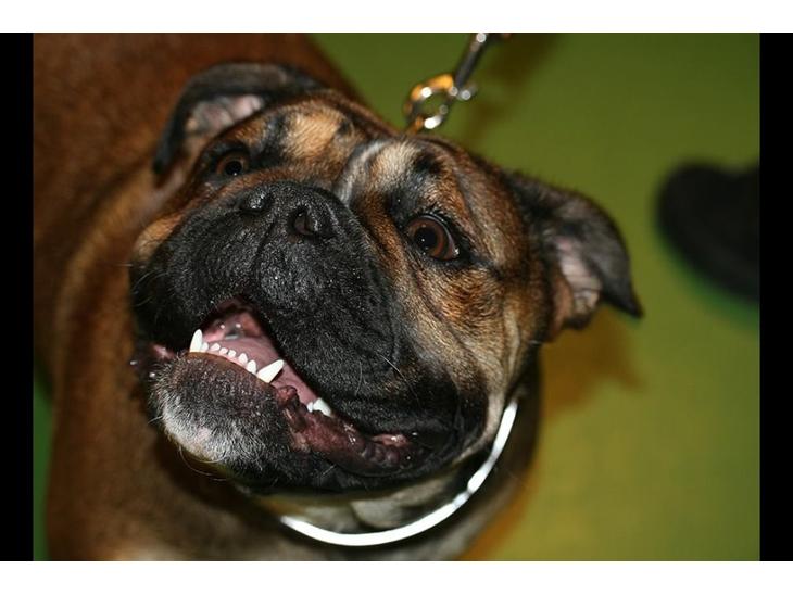 {{currentPhoto.altText}} billede {{currentPhoto.number}}