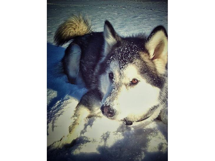 {{currentPhoto.altText}} billede {{currentPhoto.number}}