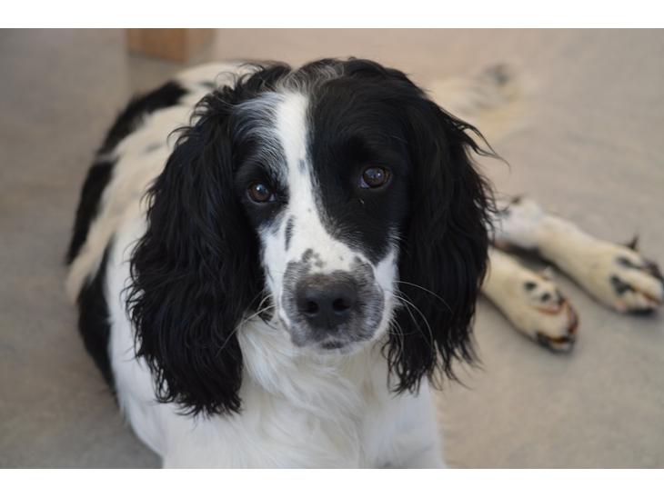 Engelsk springer spaniel Sitto billede 1