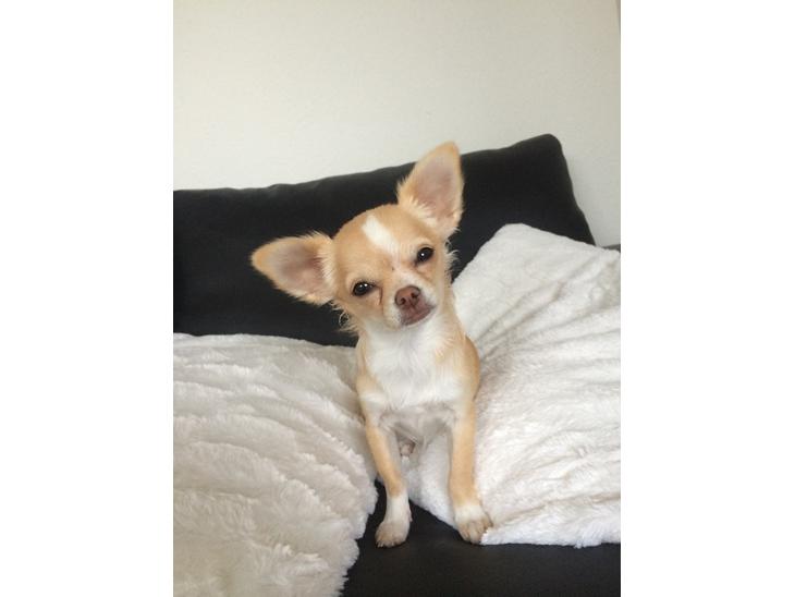 {{currentPhoto.altText}} billede {{currentPhoto.number}}