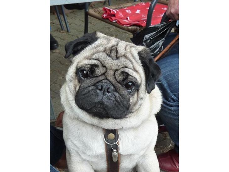 Mops Benno billede 1