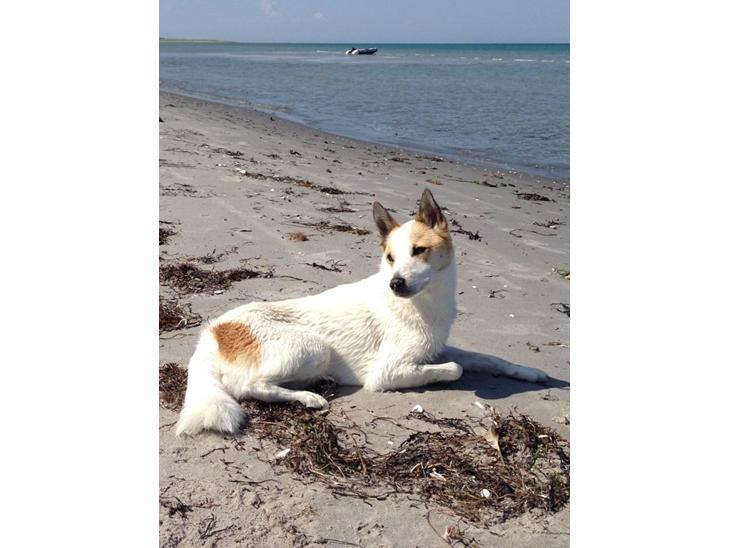 {{currentPhoto.altText}} billede {{currentPhoto.number}}