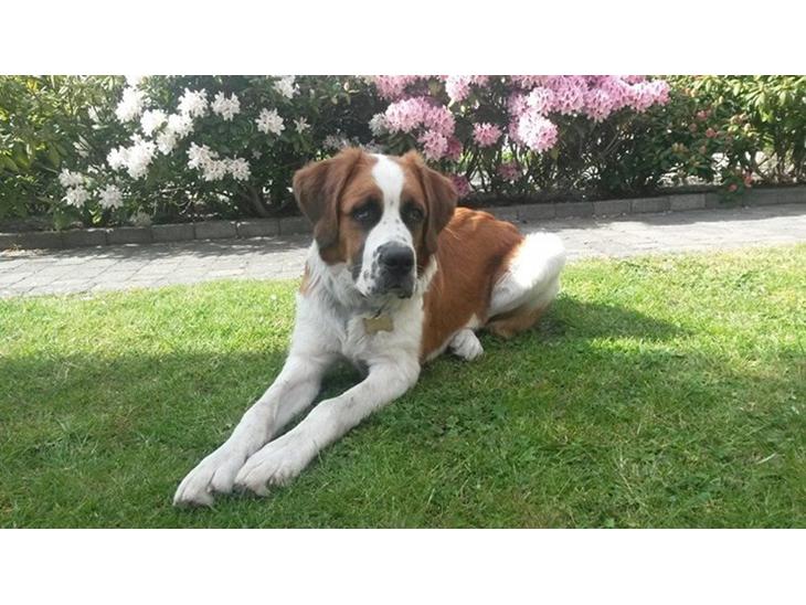 {{currentPhoto.altText}} billede {{currentPhoto.number}}