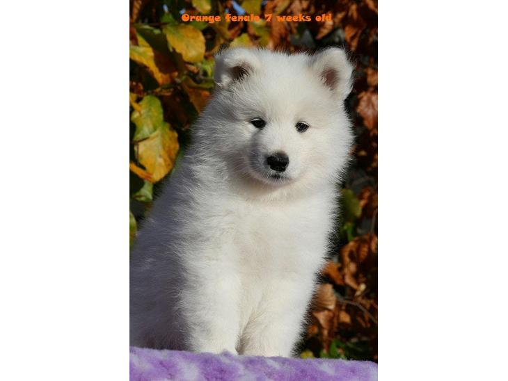 {{currentPhoto.altText}} billede {{currentPhoto.number}}