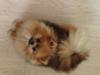 Pomeranian Misha