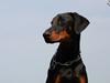 Dobermann Flamme Danois Ariana Grande