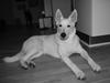 Hvid Schweizisk Hyrdehund BeDaBlanco Extoic Elohim "Cosmo"