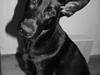 Schæferhund Froulund´s Kaoz "Happy Jack "
