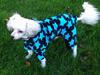 Chinese crested powder puff Marco