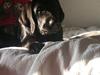 Labrador retriever Frodo (min skat)