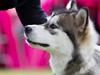 Alaskan malamute Amuloga's Miss Sunshine 