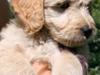 Blanding af racer *Bailey* (Goldendoodle)