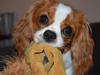 Cavalier king charles spaniel Mille <3