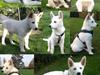 Blanding af racer Cuba, Malamute / hvid schæfer / Samojedhund