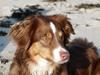Miniature American Shepherd Bellis