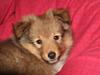 Shetland sheepdog Luna