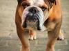 Engelsk bulldog Parly