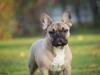 Fransk bulldog William
